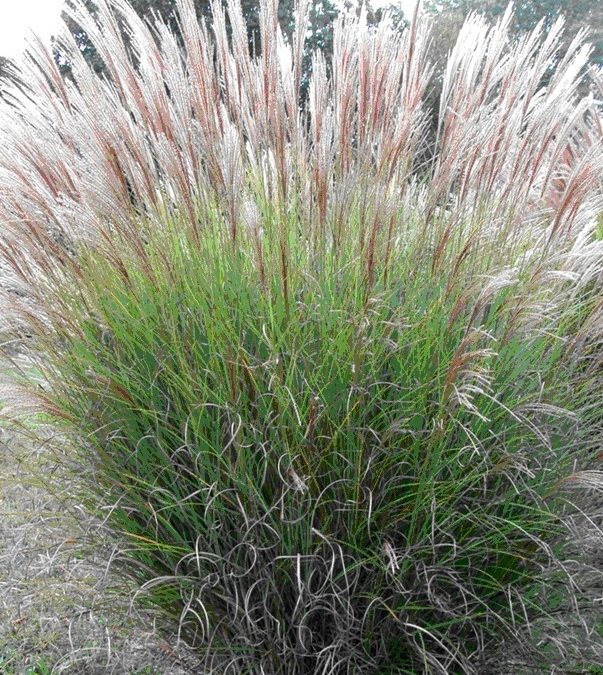 À propos des miscanthus