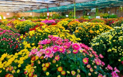 Le jardin en Novembre