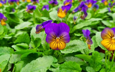 Le jardin en Octobre